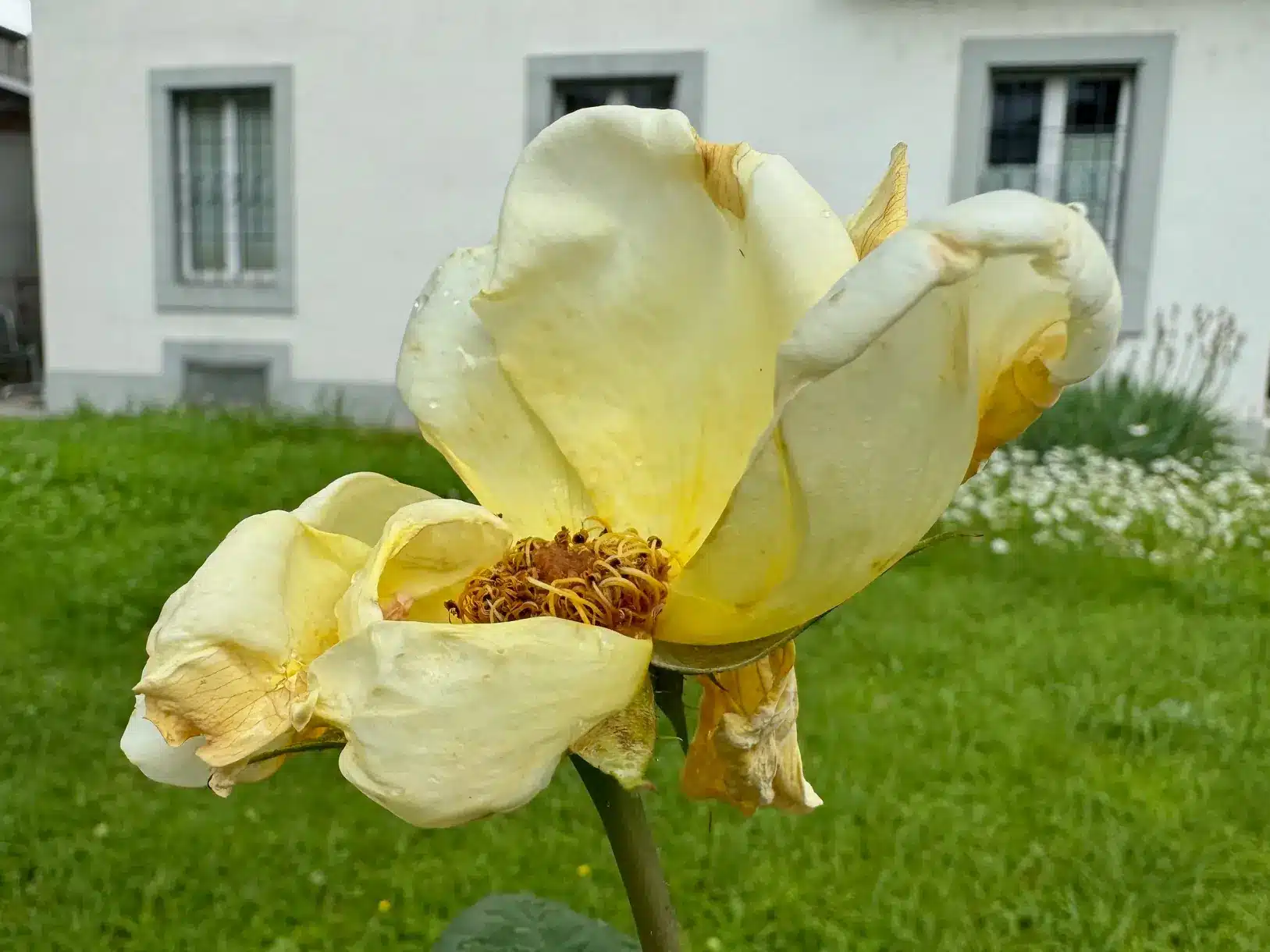 Rose 2