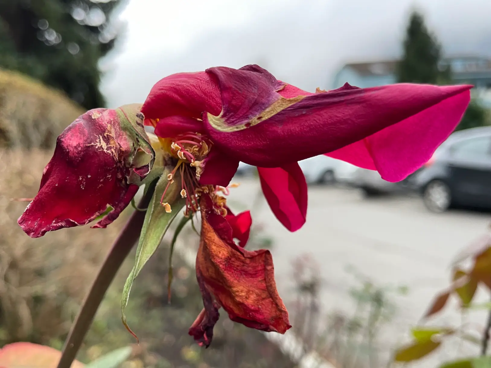 Rose 3